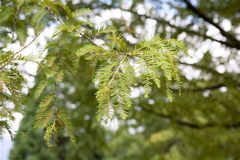 Chinesisches Rotholz: Expertenwissen für den Garten .